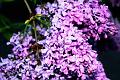 lilacs in the morning3